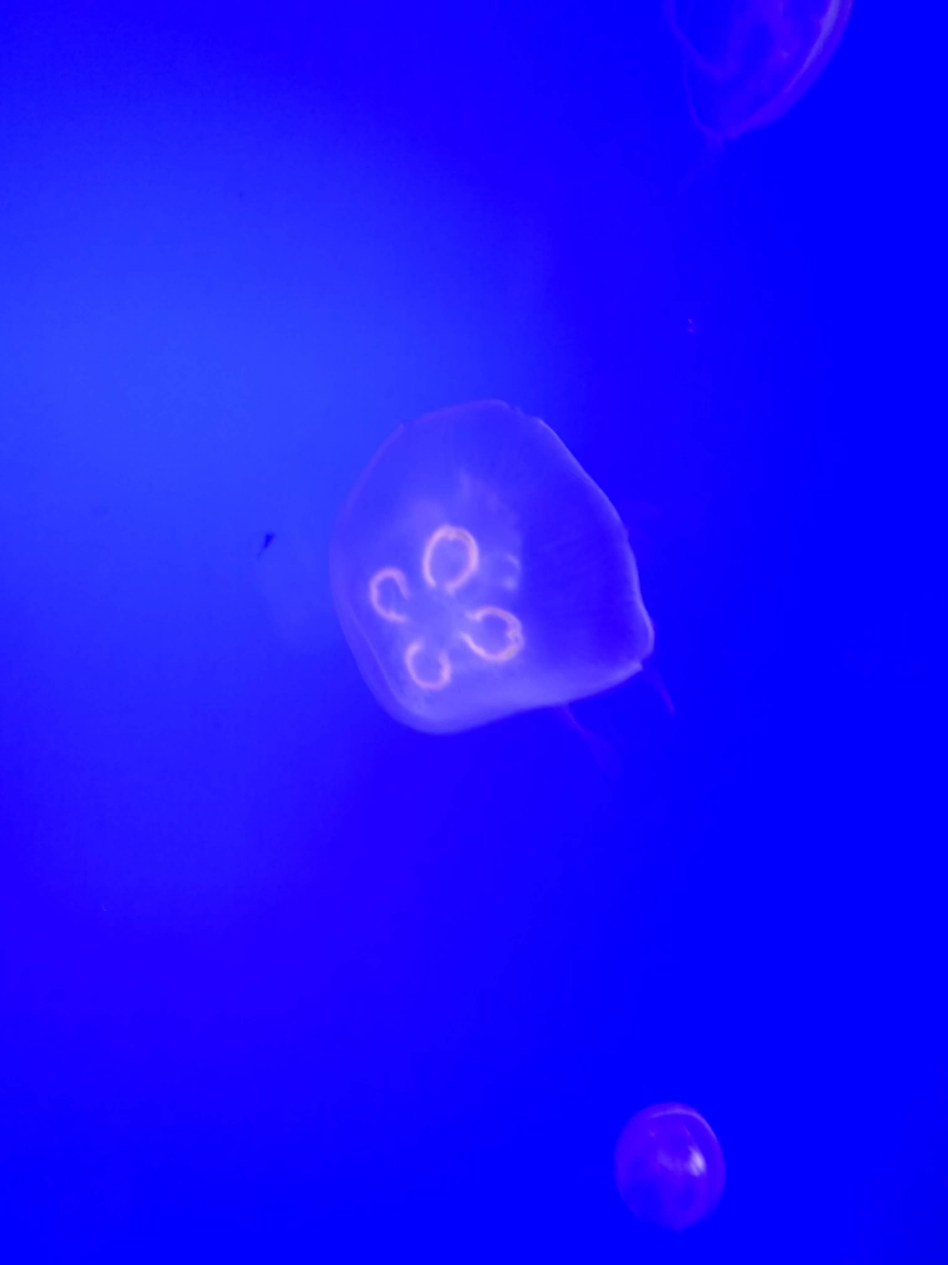 016353F1-7E17-4534-A896-F60E0D92D8A2.jpeg