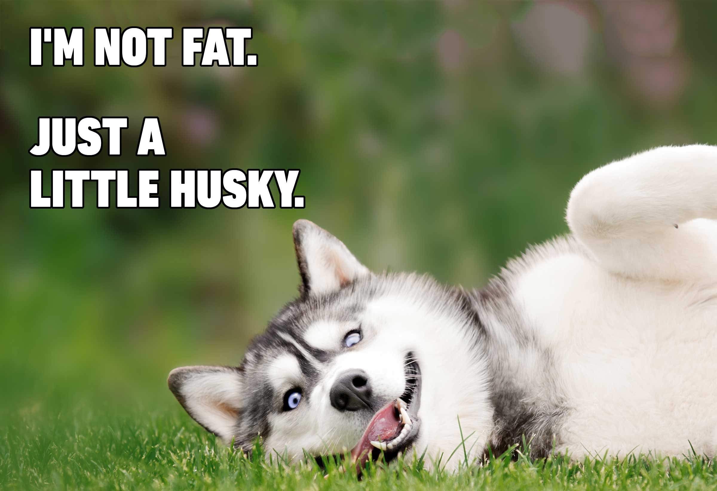 02-Hilarious-Dog-Memes-3964943505.jpeg
