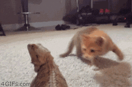 03608D0D-165D-487F-83E1-6568F8B7770A.gif