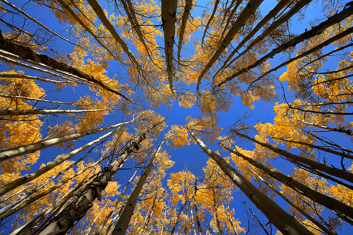 0373_looking_Up_Nate_Zeman.jpg