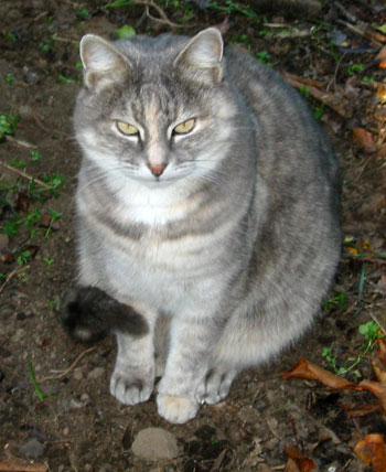 04-cat-grey.jpg