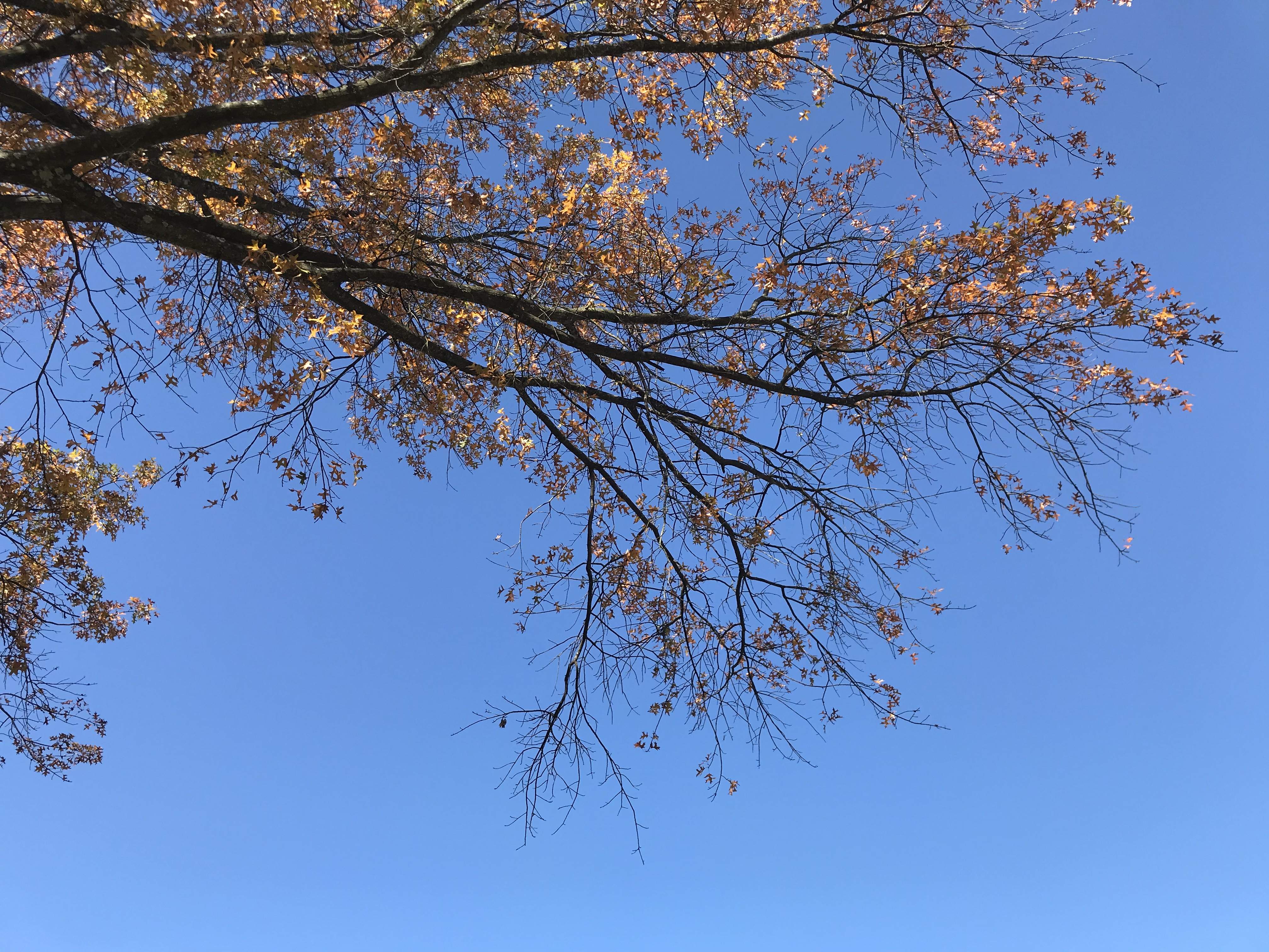 04F8B14B-4FC4-4052-B082-3F40C28C2B87.jpeg