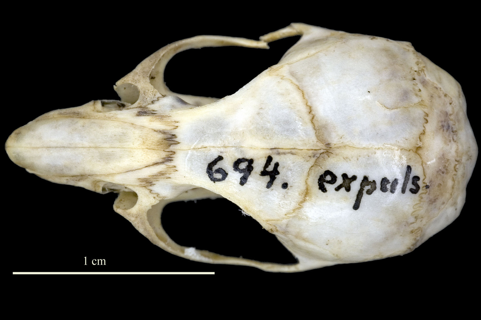 053_m_694_dorsal_skull.jpg