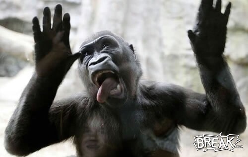 05jun35-frisky-ape.jpg