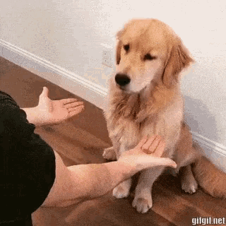 0603e32113a4375df6960988e8c6c794-471745527.gif