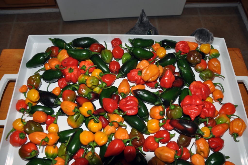 0727201272dpi144.jpg