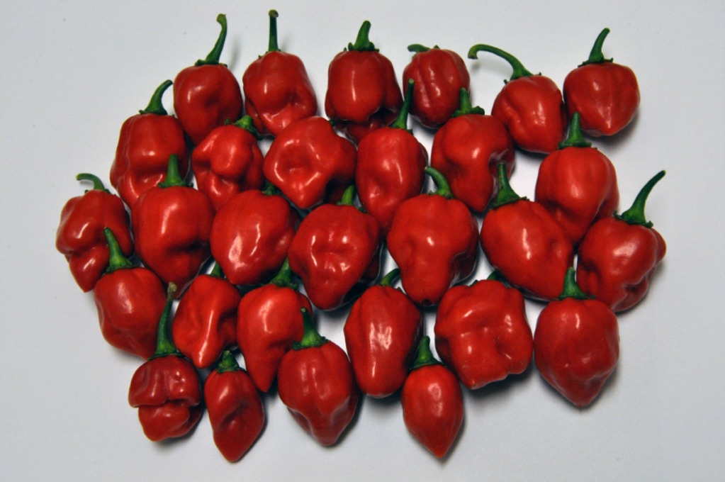 0805201272dpi023.jpg