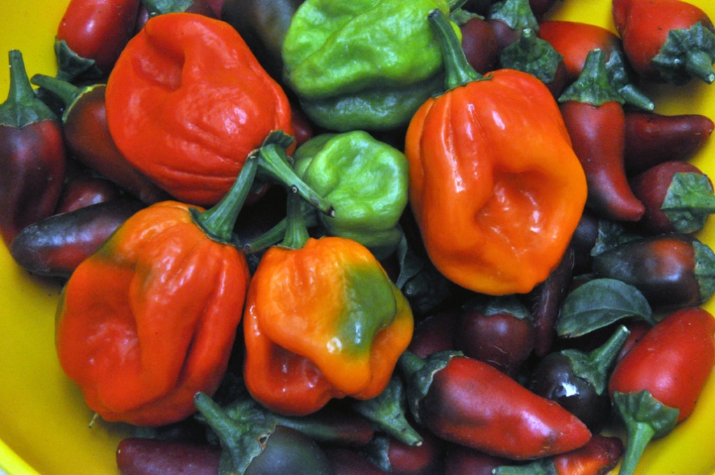 08202012peppers72dpi107.jpg