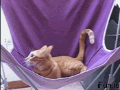 08qndf5m.gif