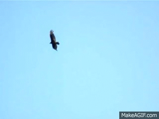 0B227B2B-0784-47B9-BEF3-3A4576EE09C6.gif