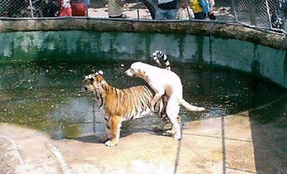 1-dog-tiger.jpg