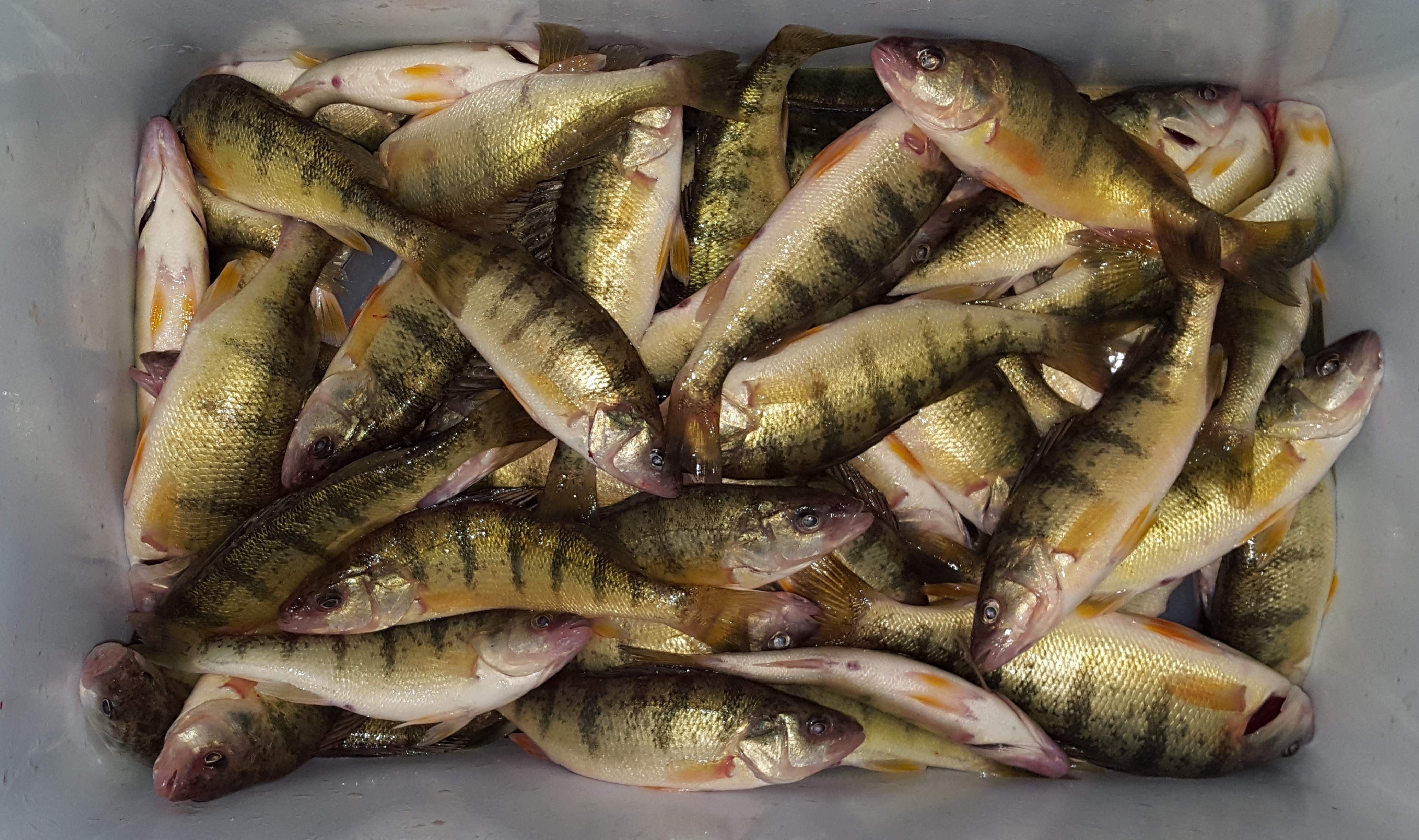 100perch (2).jpg
