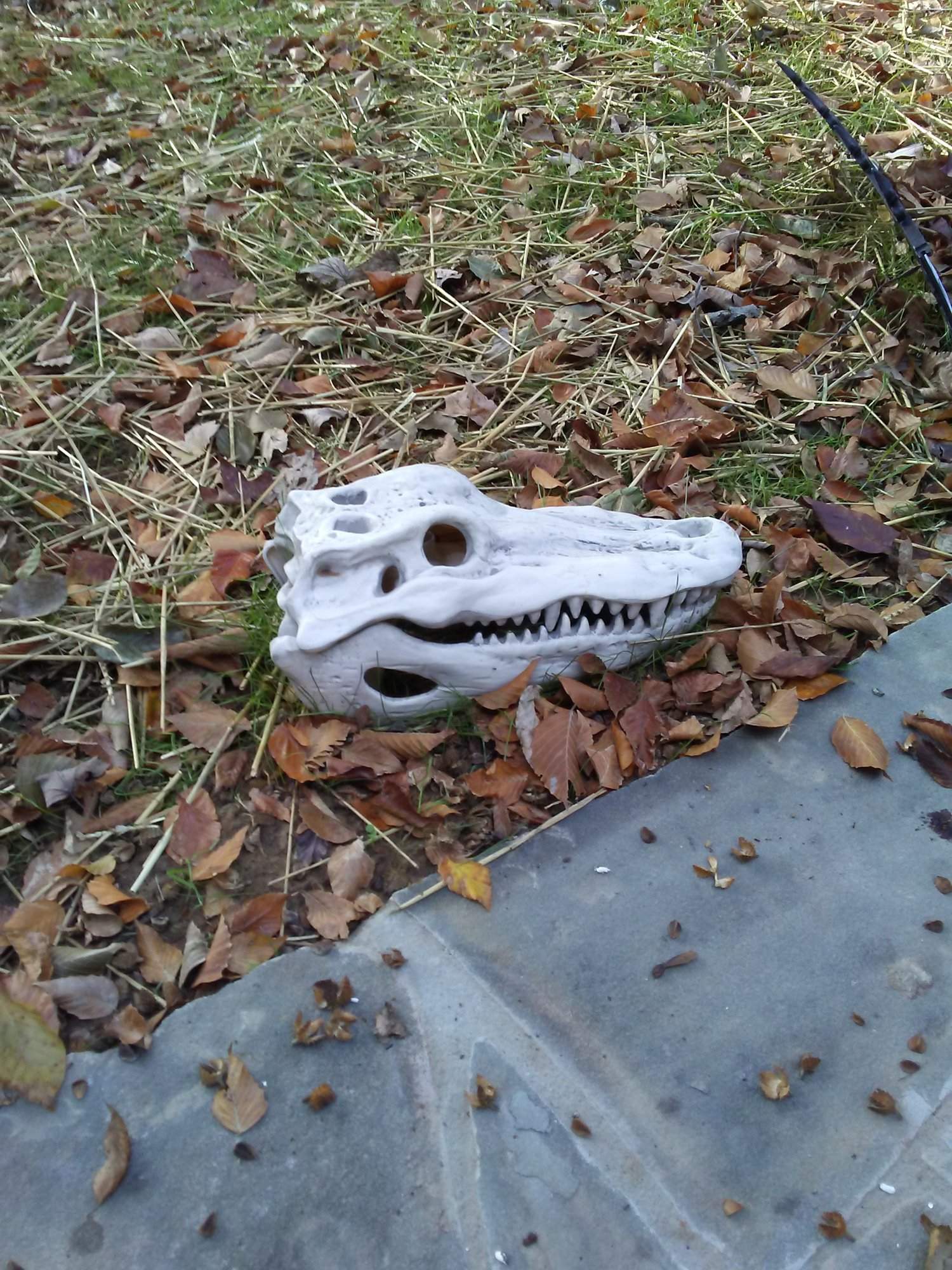 1031171636.jpg