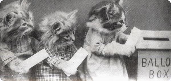 1105CatsVoting.jpg