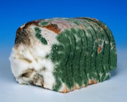 1279302549-scaled.mold.jpg