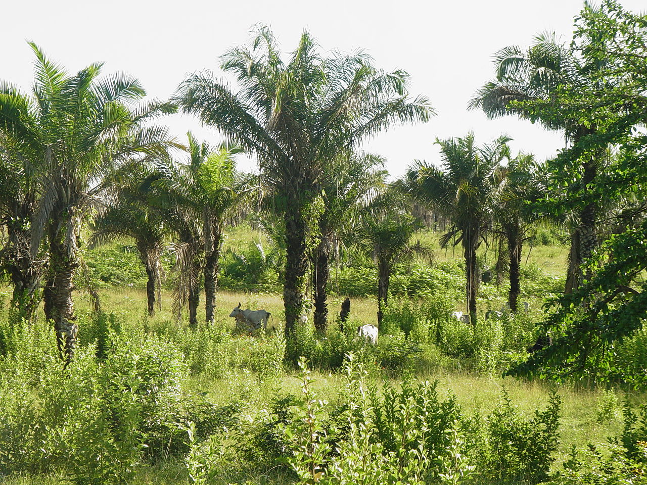 1280px-Attalea_phalerata_population.jpg