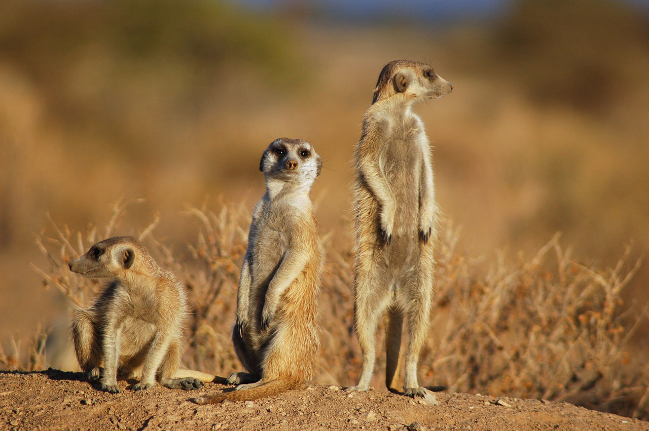 1280px-Suricates%2C_Namibia-2.jpg