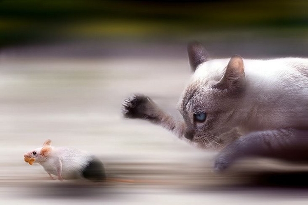 128749,xcitefun-catmouse.jpg