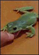 1301778343087.gif