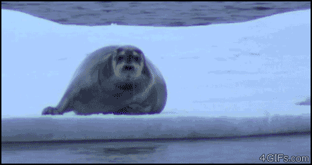 1301778344815.gif