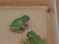 1301778656379.gif
