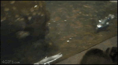 1301989517004.gif