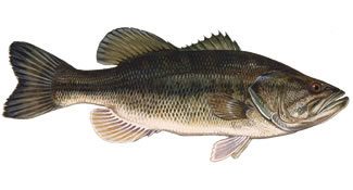 13_Largemouth_Bass.jpg