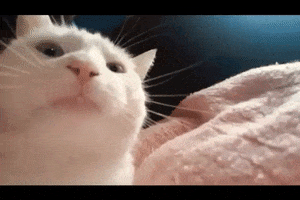 13AE9CFC-AD3C-4078-B221-618B4C5930B5.gif