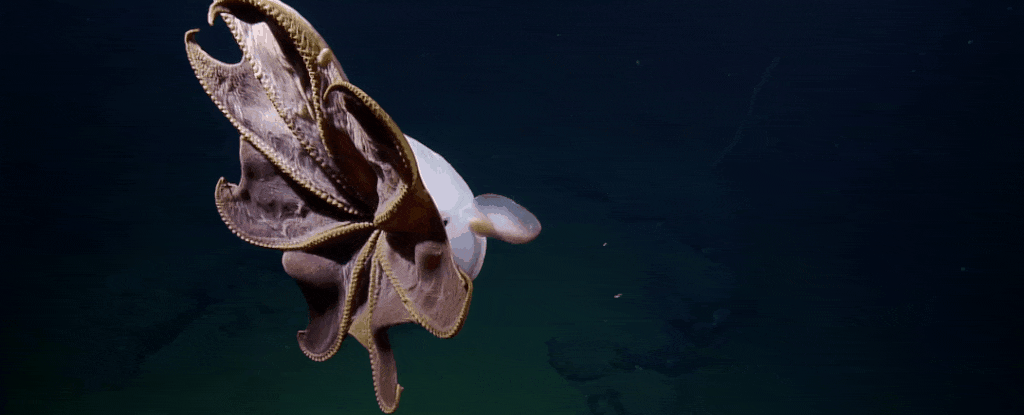 16E44E4C-2948-43B4-AAB7-C91F68B3CA9A.gif