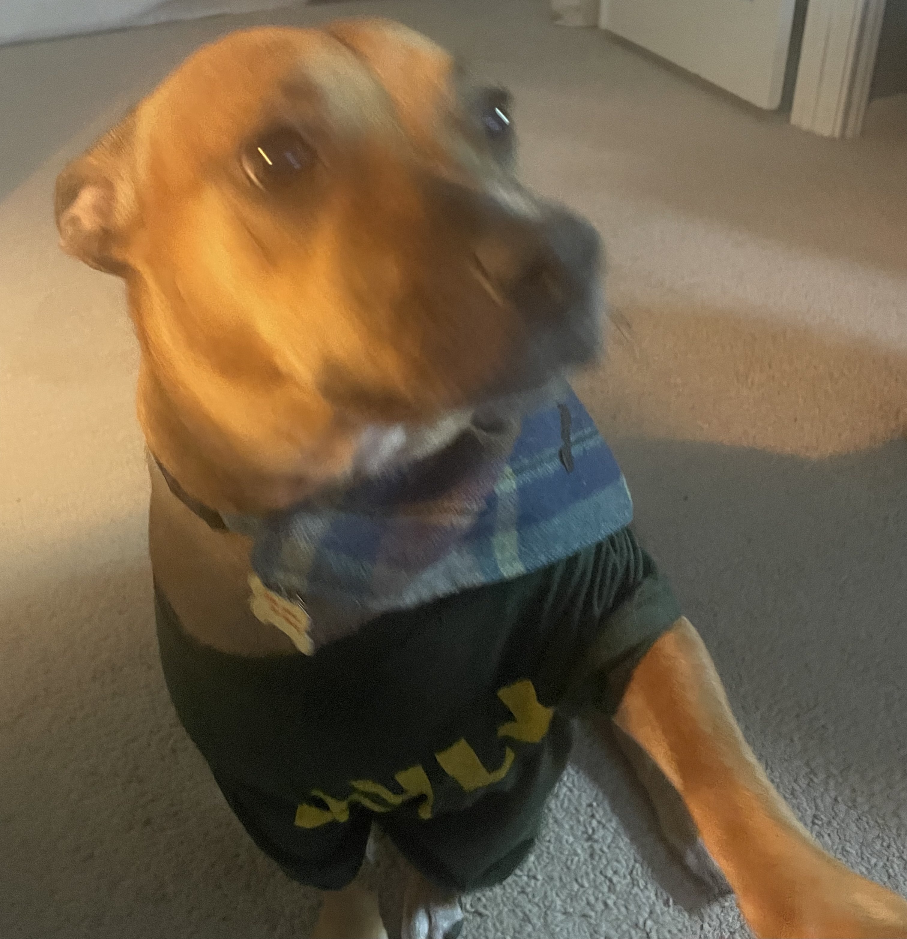 1722400464661.jpeg