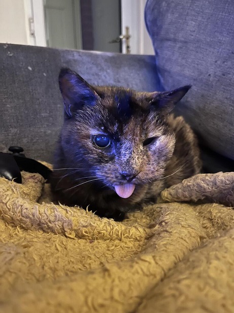 18 cat.jpg