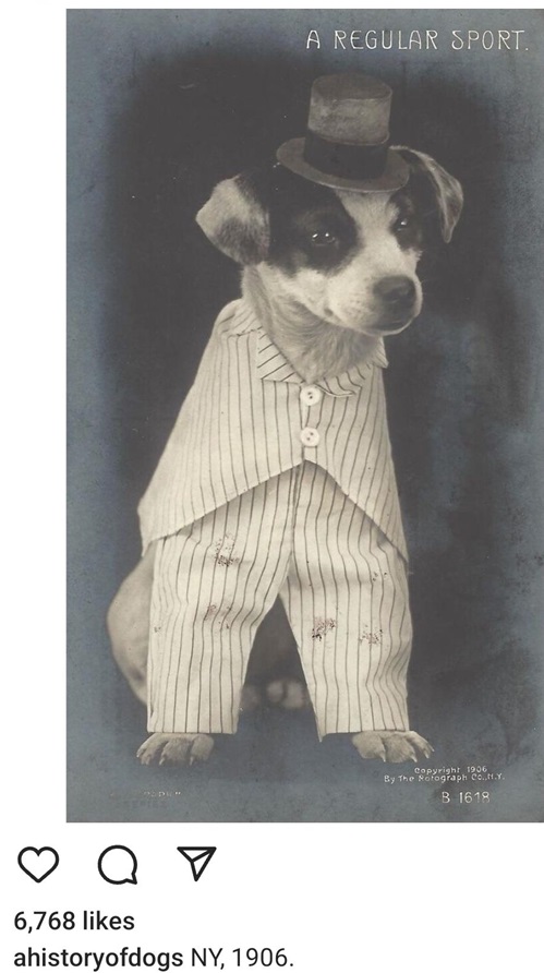 1906 dog.jpg
