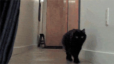 1D90A446-6390-409F-9548-24E1F498DF1B.gif
