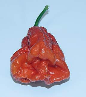 1st7potPepperGrown_72dpi.jpg