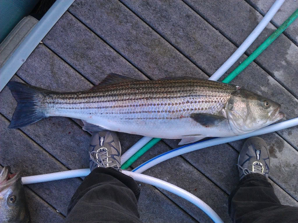 1stBass2011.jpg