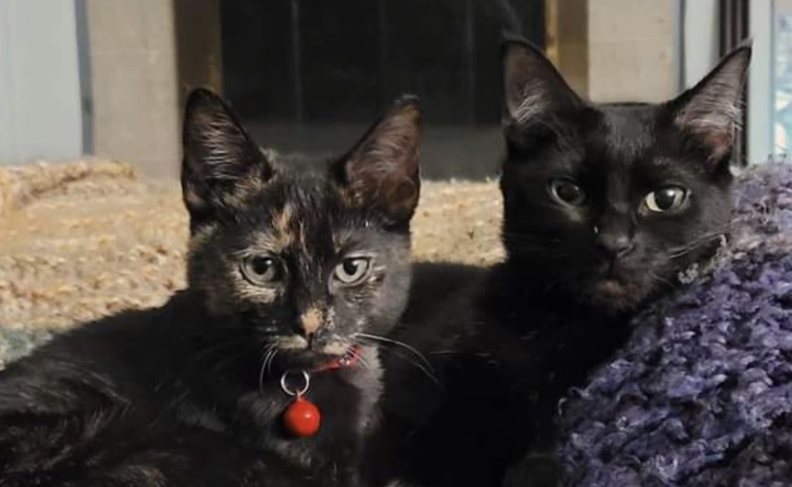 2 blk cats.jpg