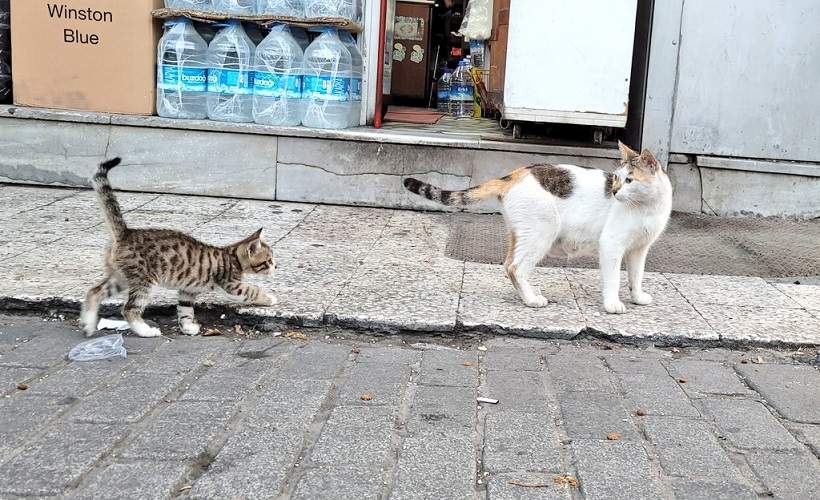 2 bodega cats.jpg