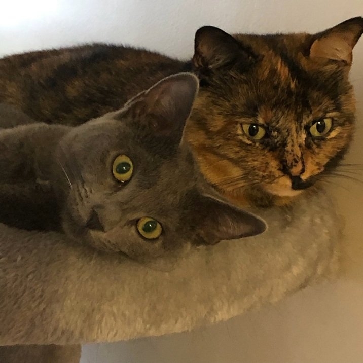 2 cats 2.jpg