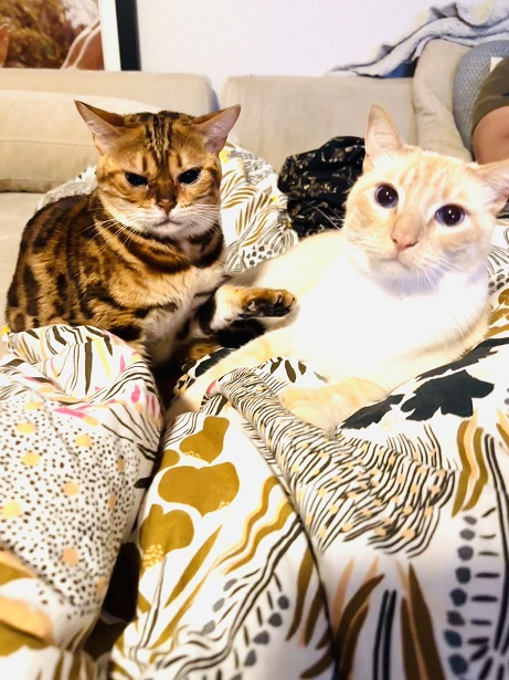 2 cats annoyed.jpg