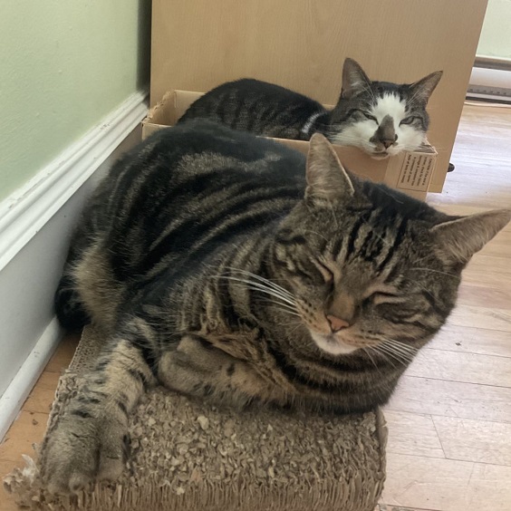2 cats bed.jpg