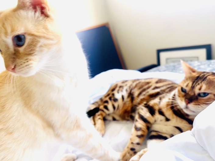 2 cats big bed.jpg