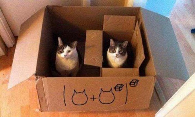 2 cats box.jpg