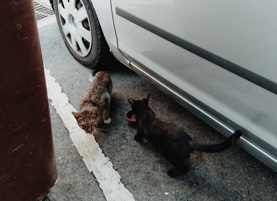 2 cats car.jpg