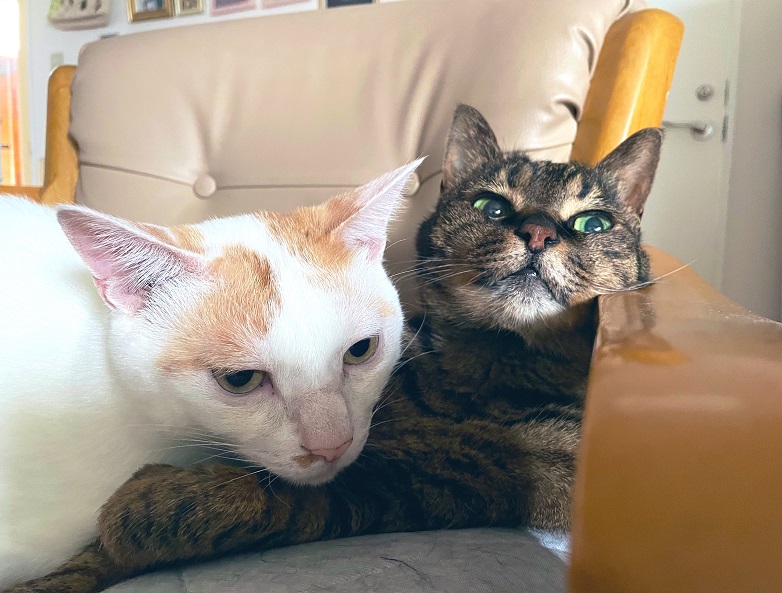 2 cats close.jpg