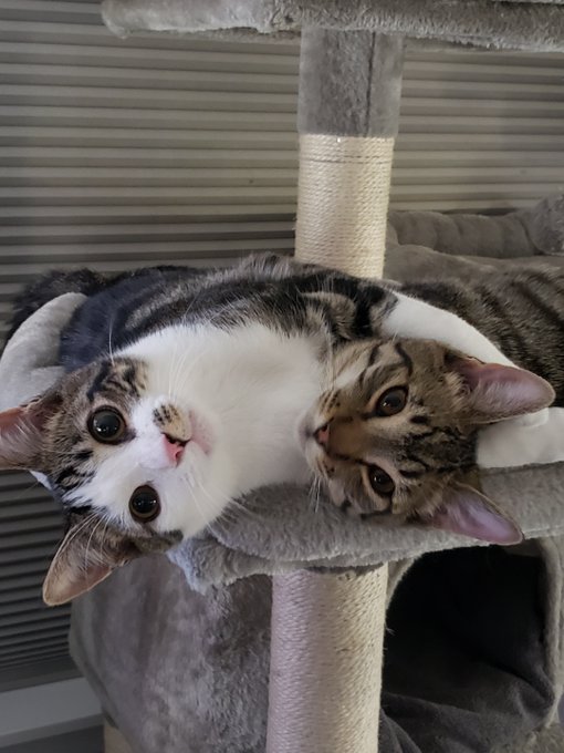 2 cats cuddle.jpg