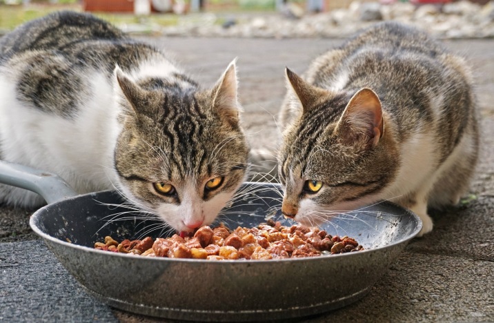 2 cats eating.jpg