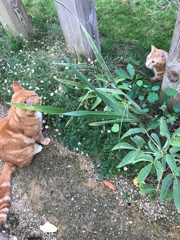 2 cats facing.jpg