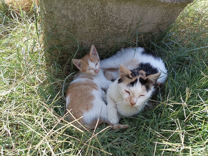 2 cats grass.jpg