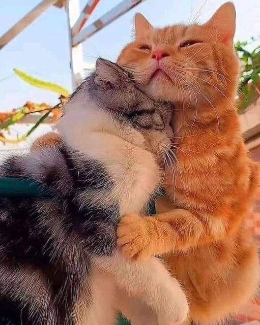 2 cats hug.jpg
