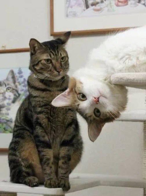 2 cats.jpg